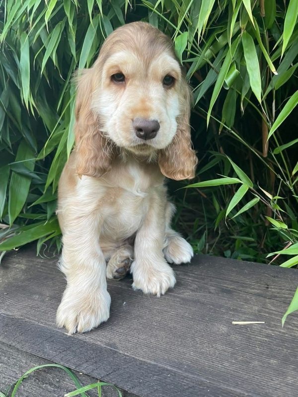 Murphy, English cocker spaniel
