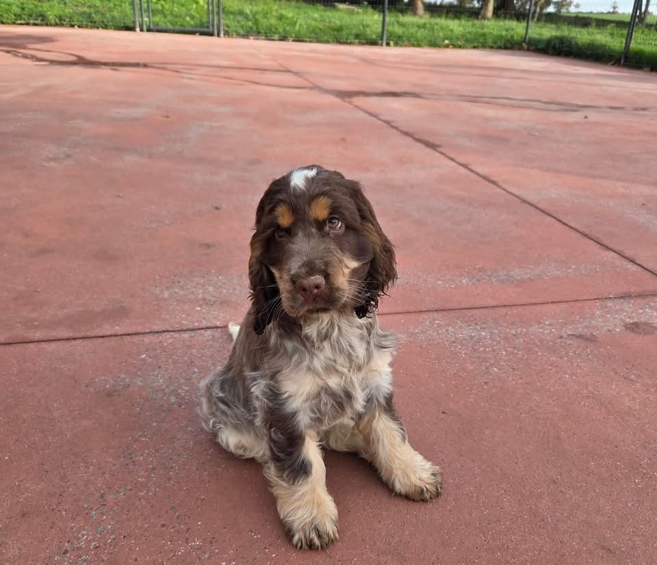Hazel