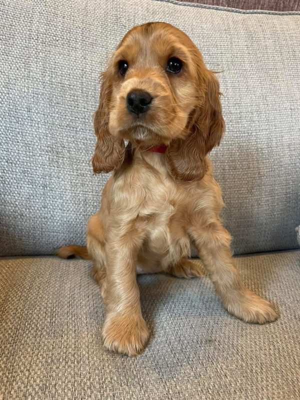 Maple, English cocker spaniel