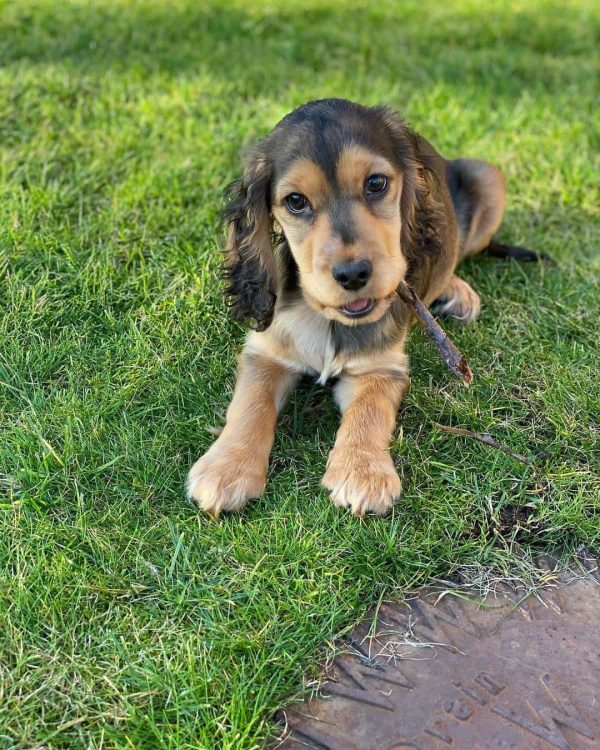 Oliver, English cocker spaniel