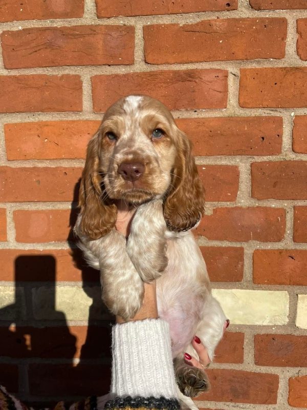Dublin, English cocker spaniel