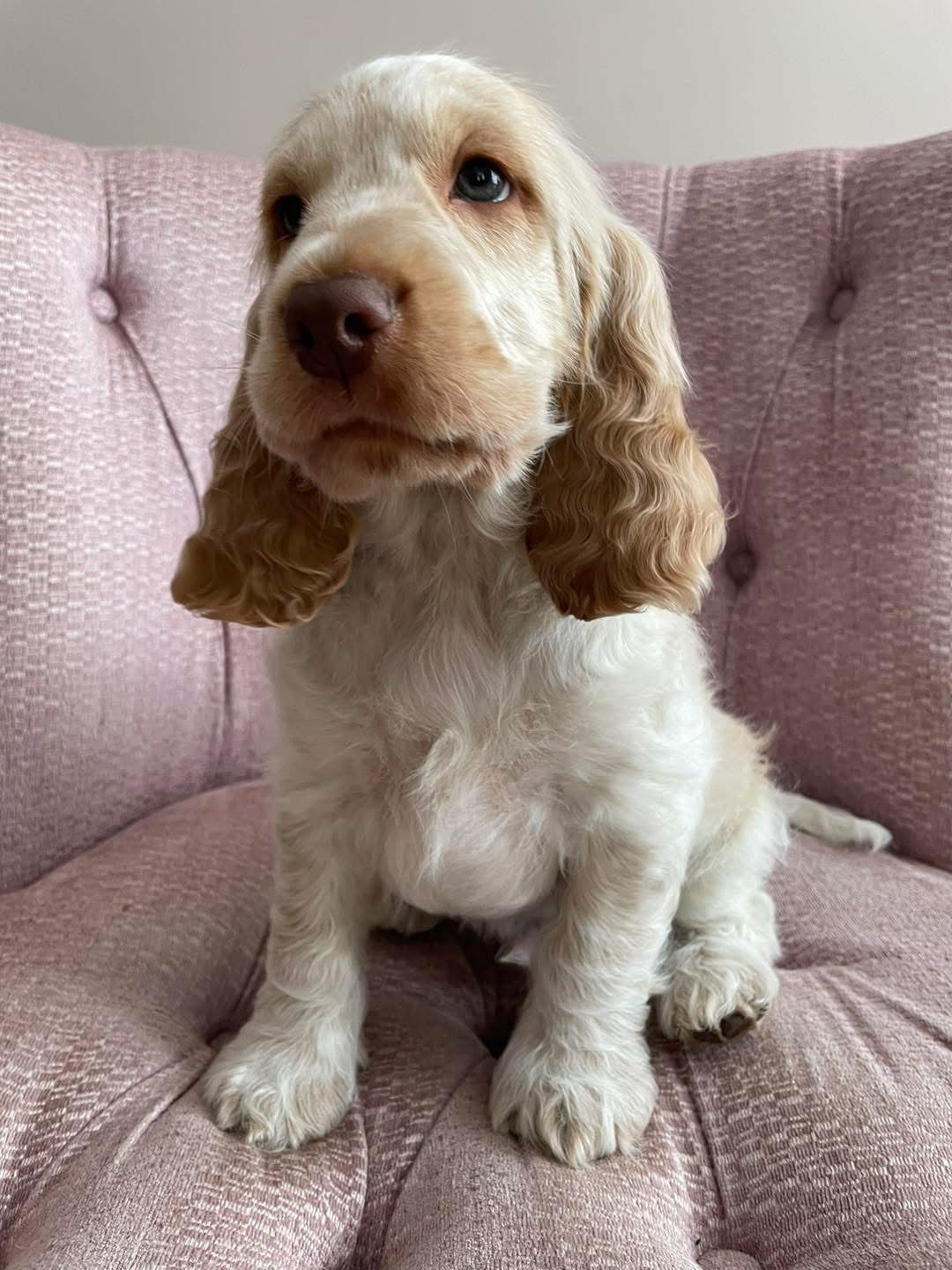 Milo