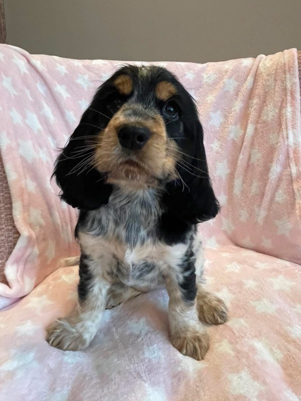 Finn, English cocker spaniel
