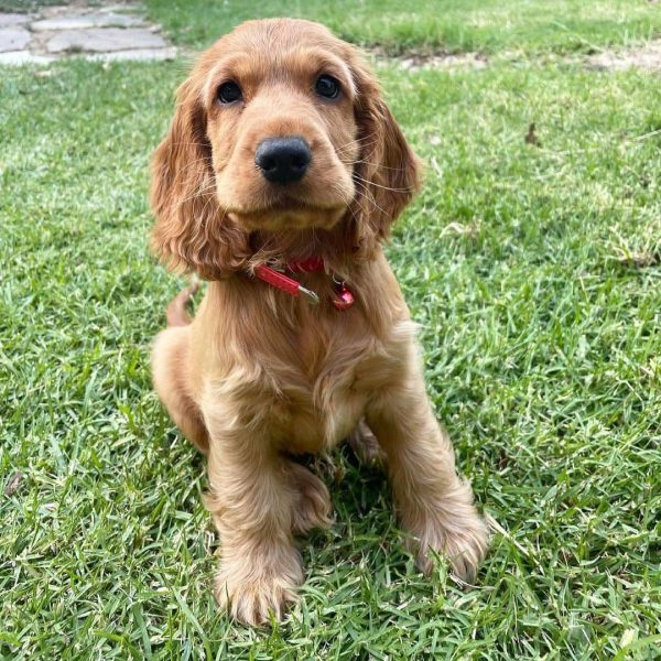 Daisy, English cocker spaniel