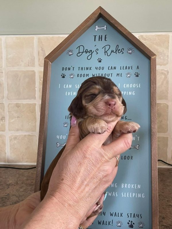 Duke, English cocker spaniels