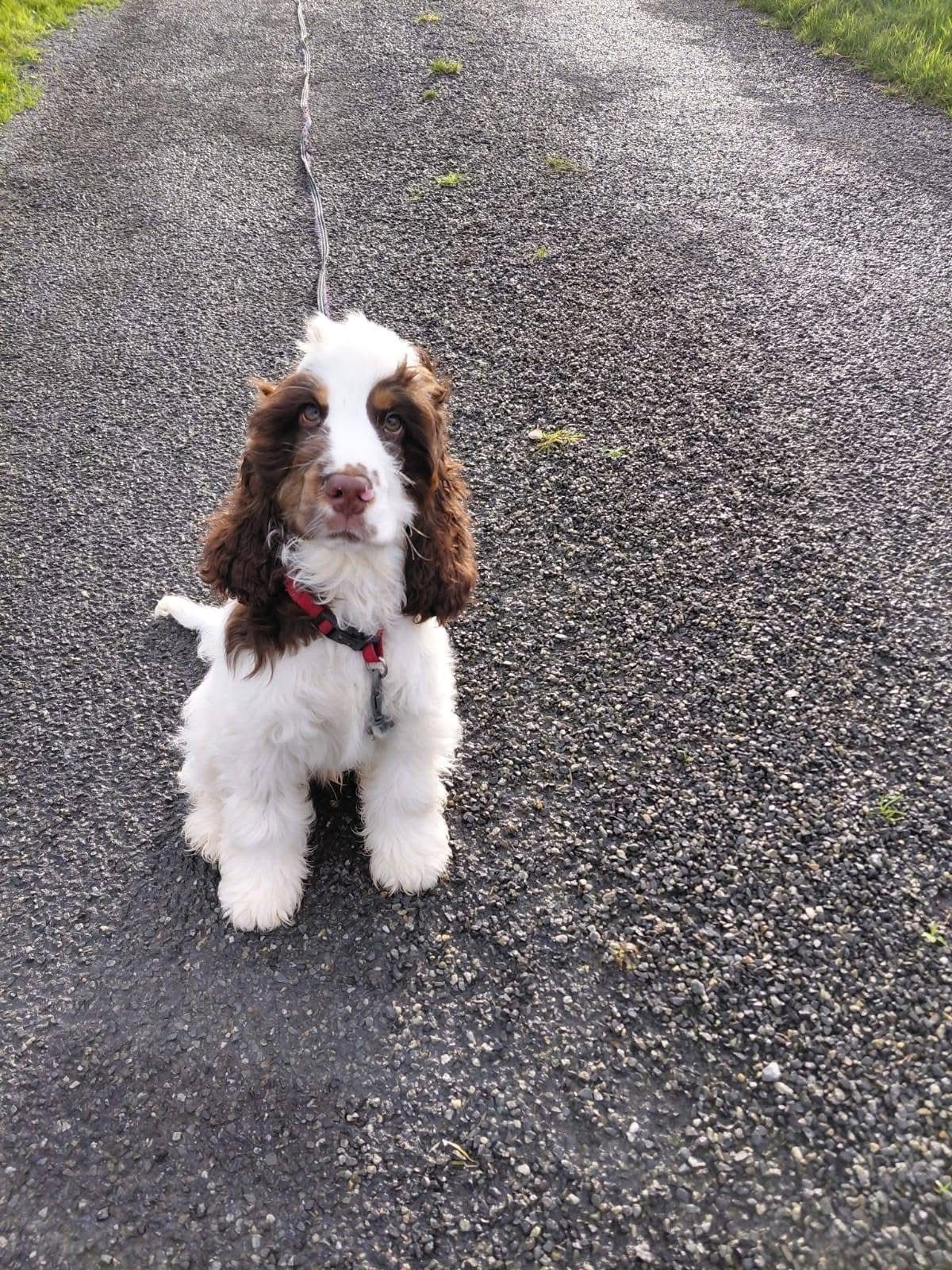 Toffee
