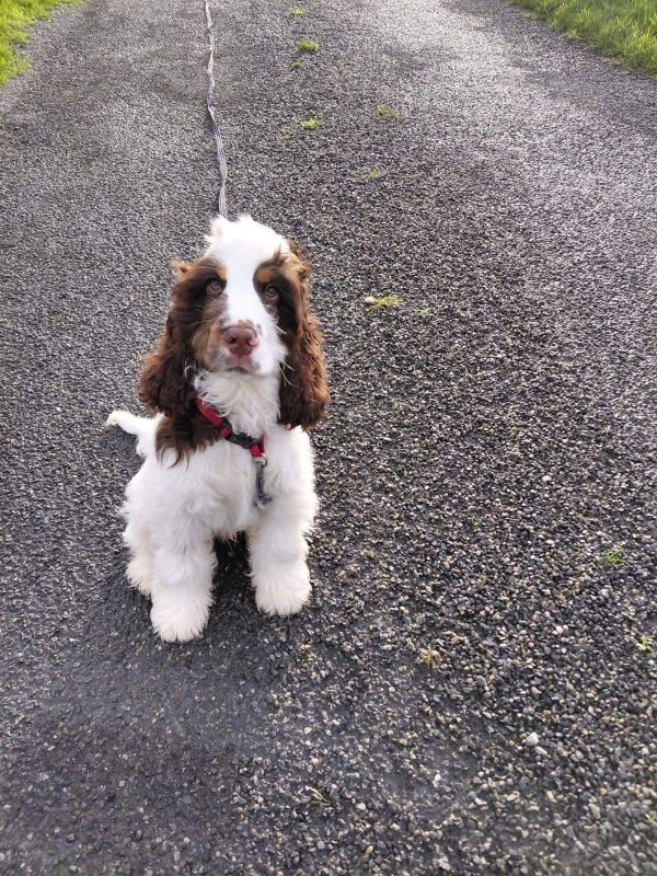 Toffee, English cocker spaniel