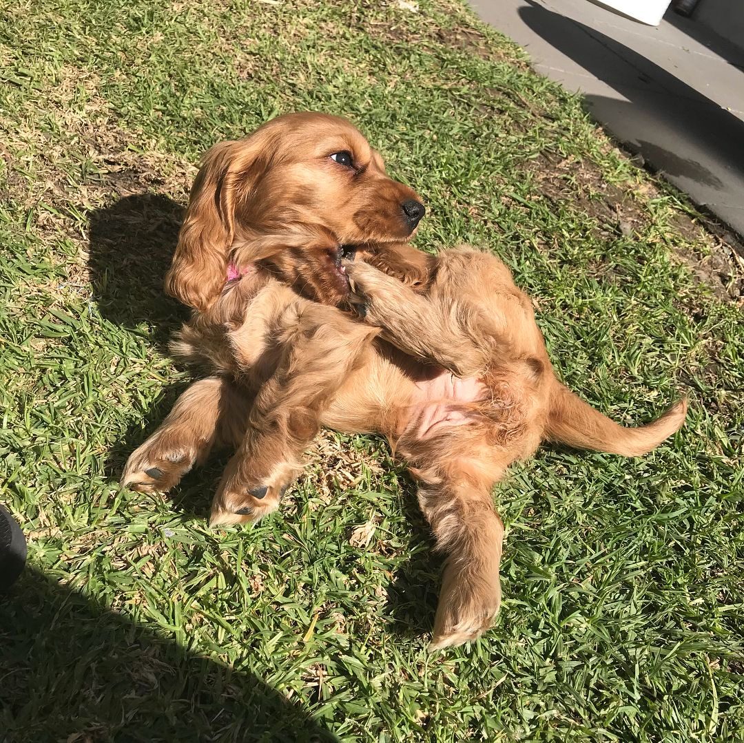 Daisy