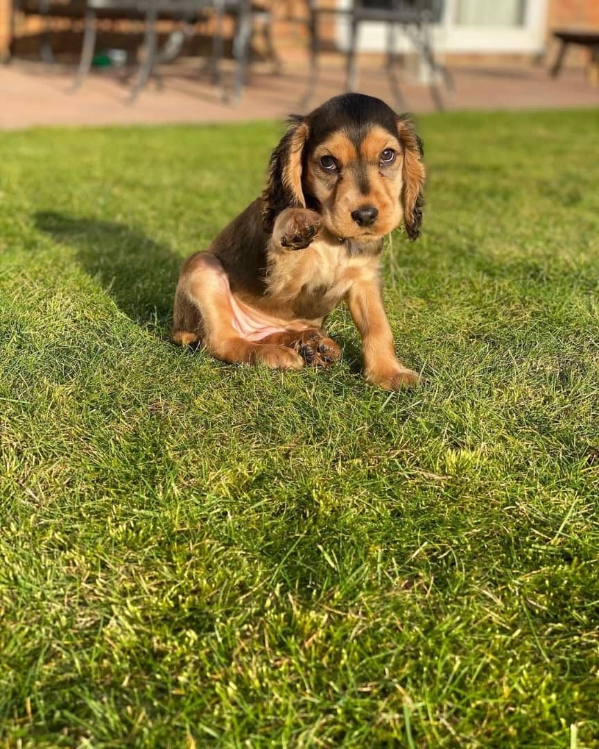 Oliver