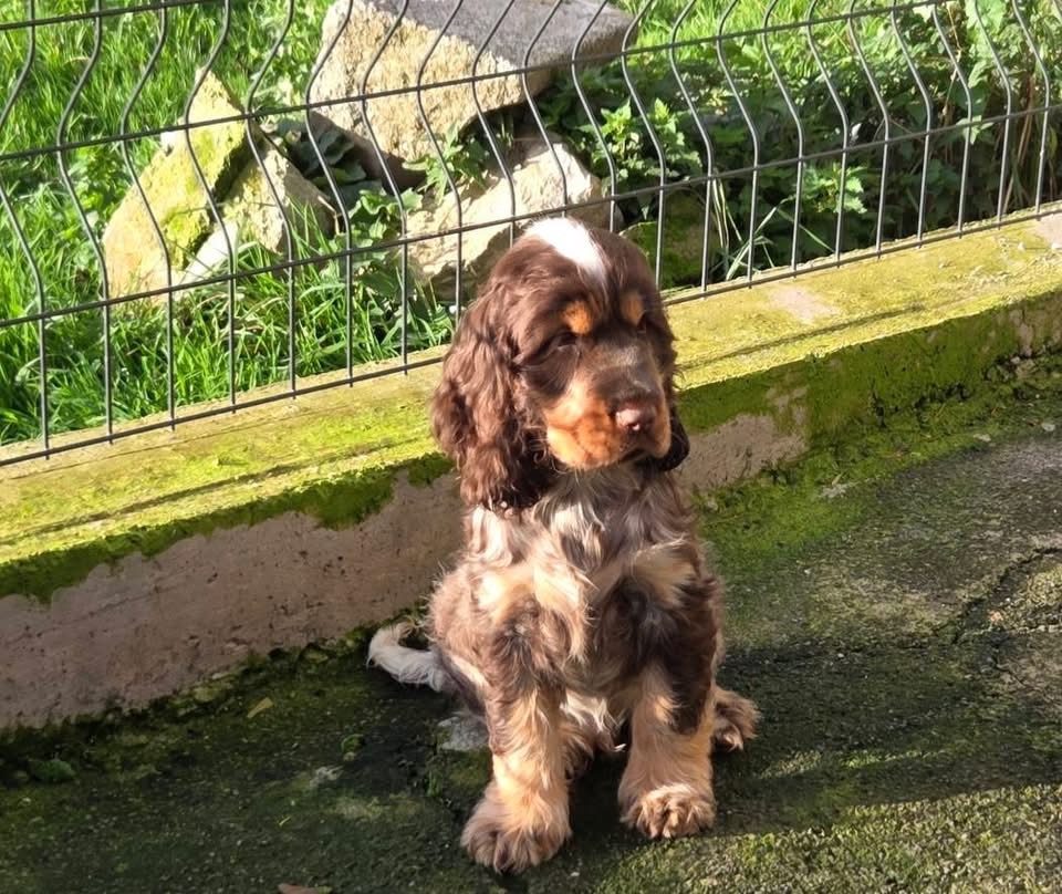 Hazel