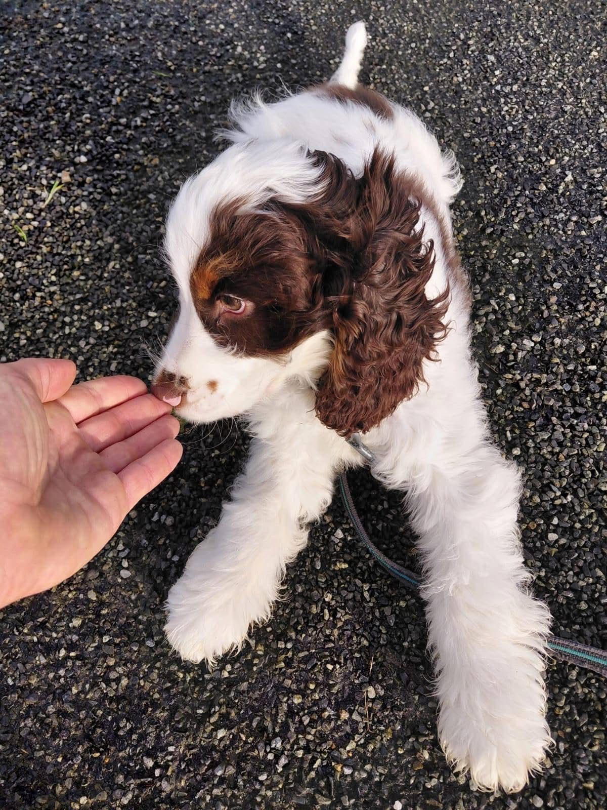 Toffee