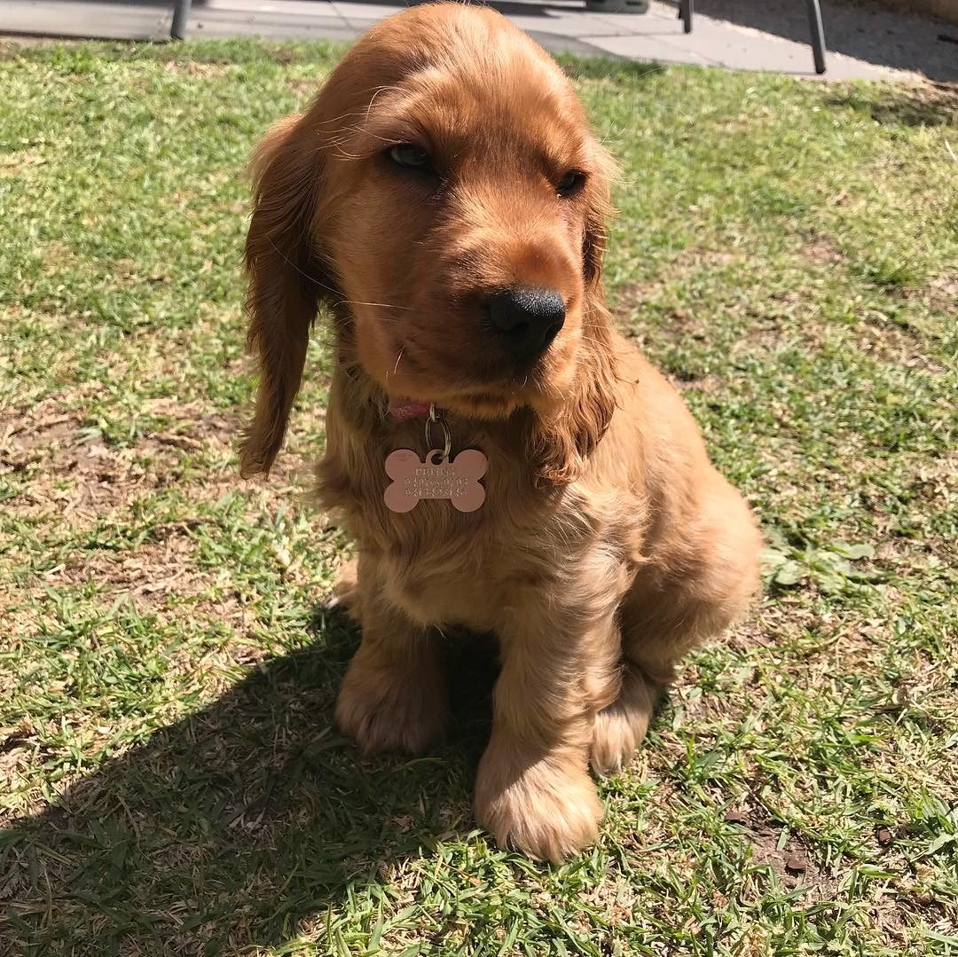 Daisy