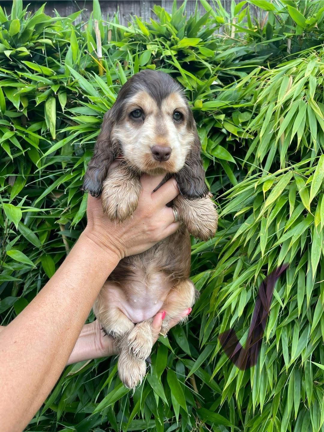 Millie