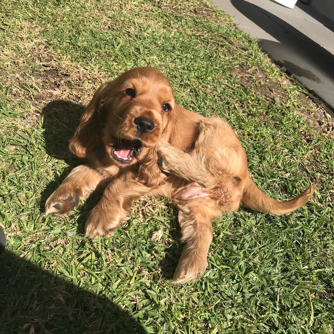 Daisy
