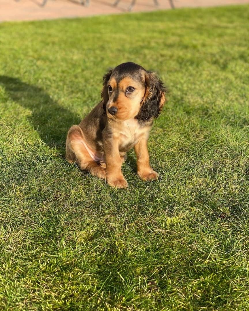 Oliver