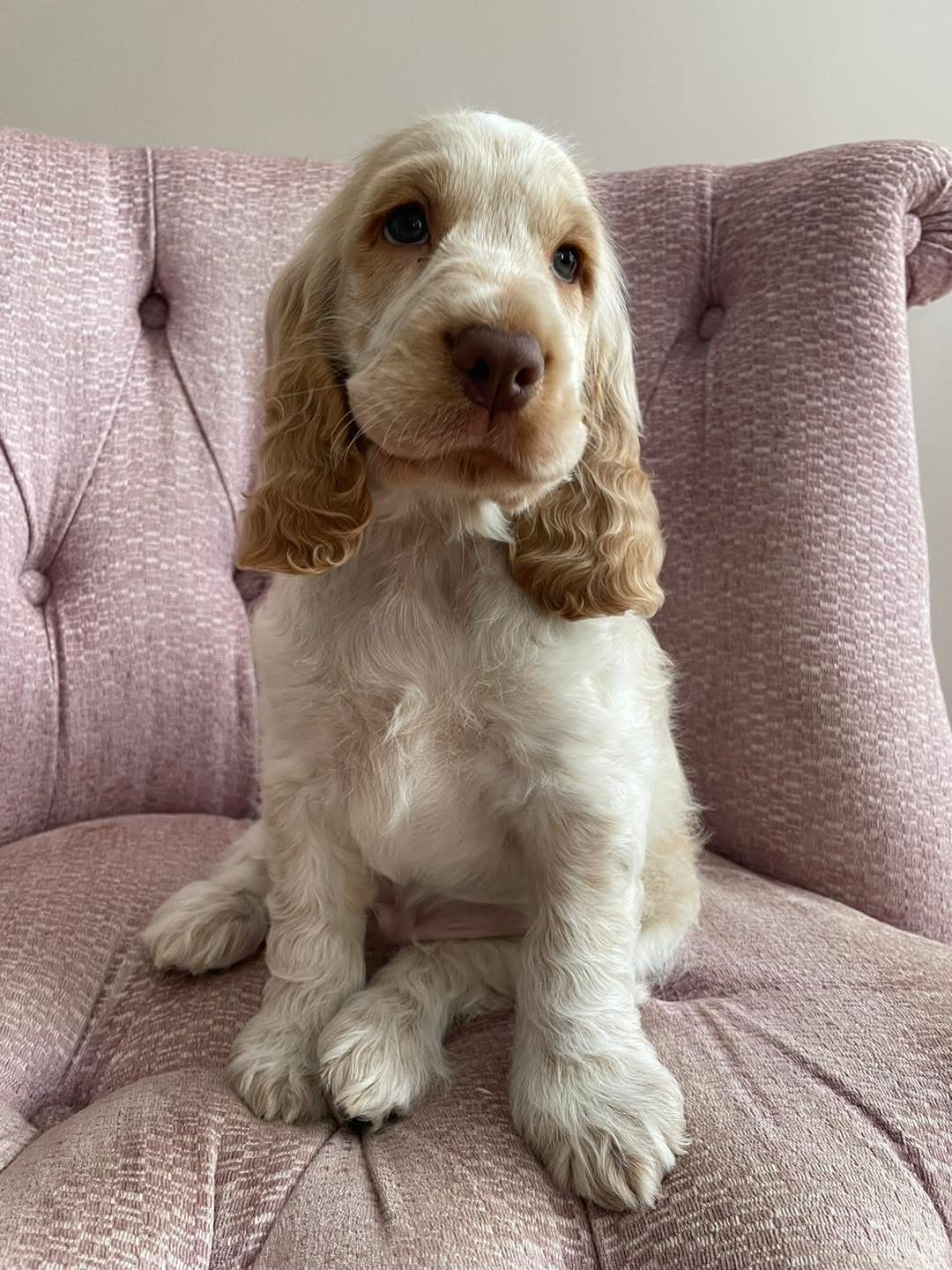 Milo