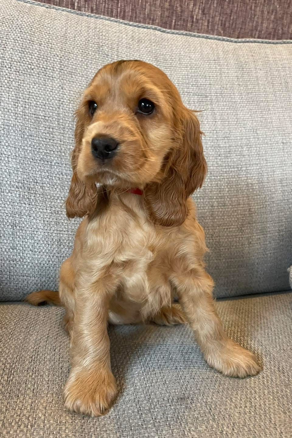 Maple