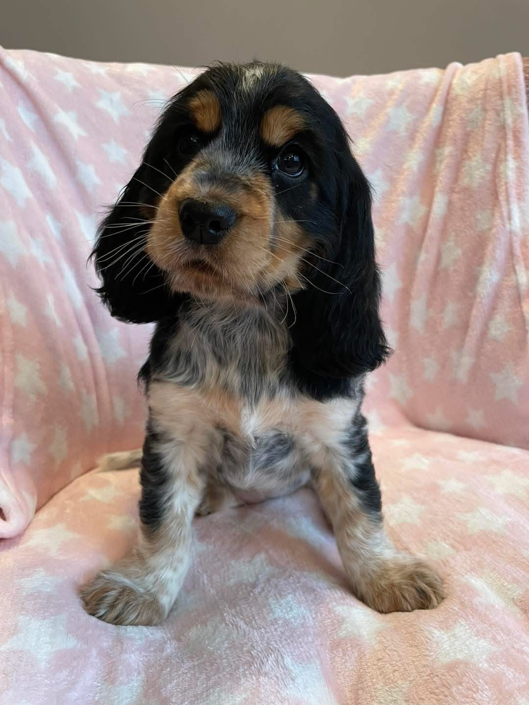 Finn