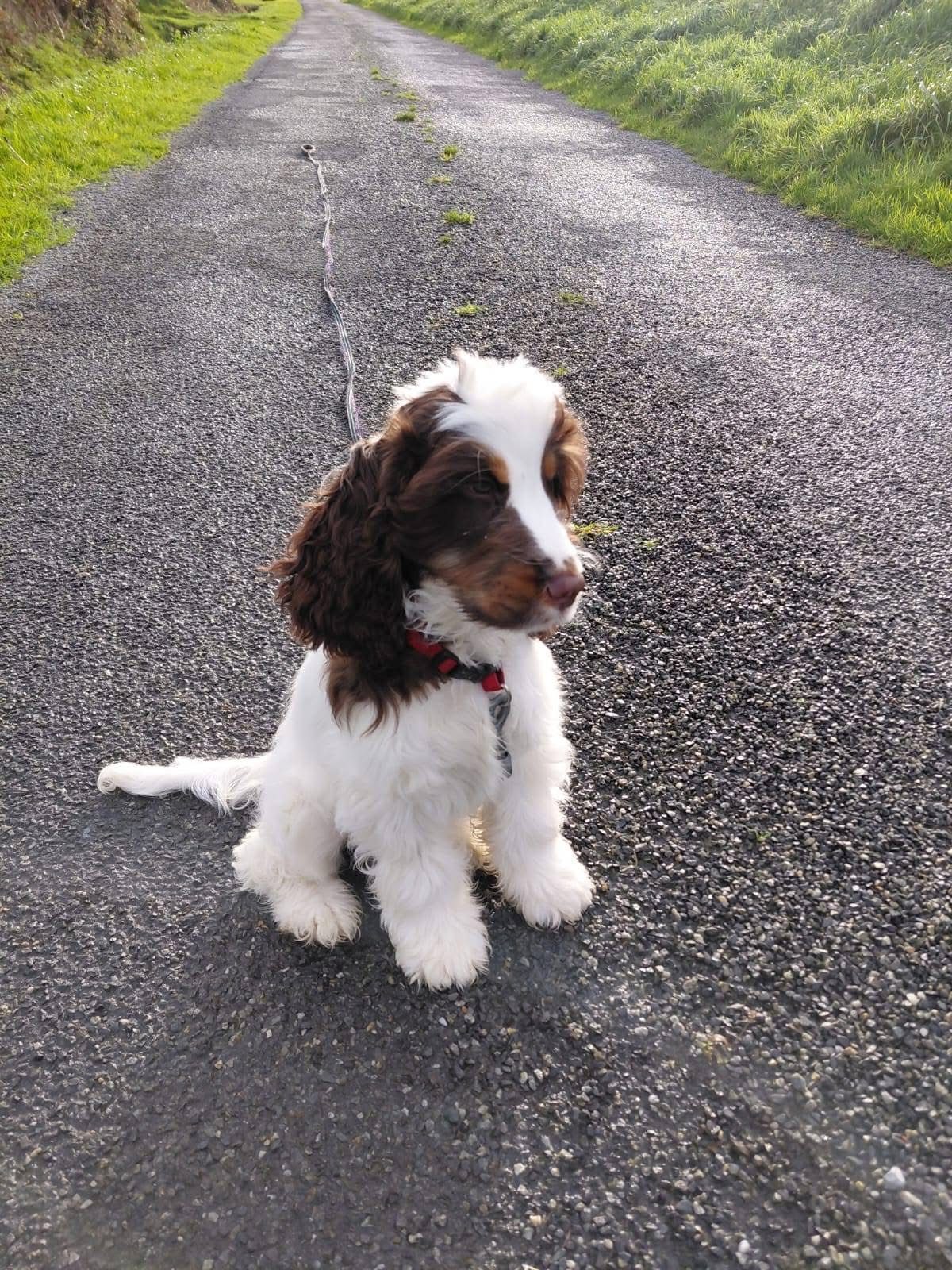 Toffee