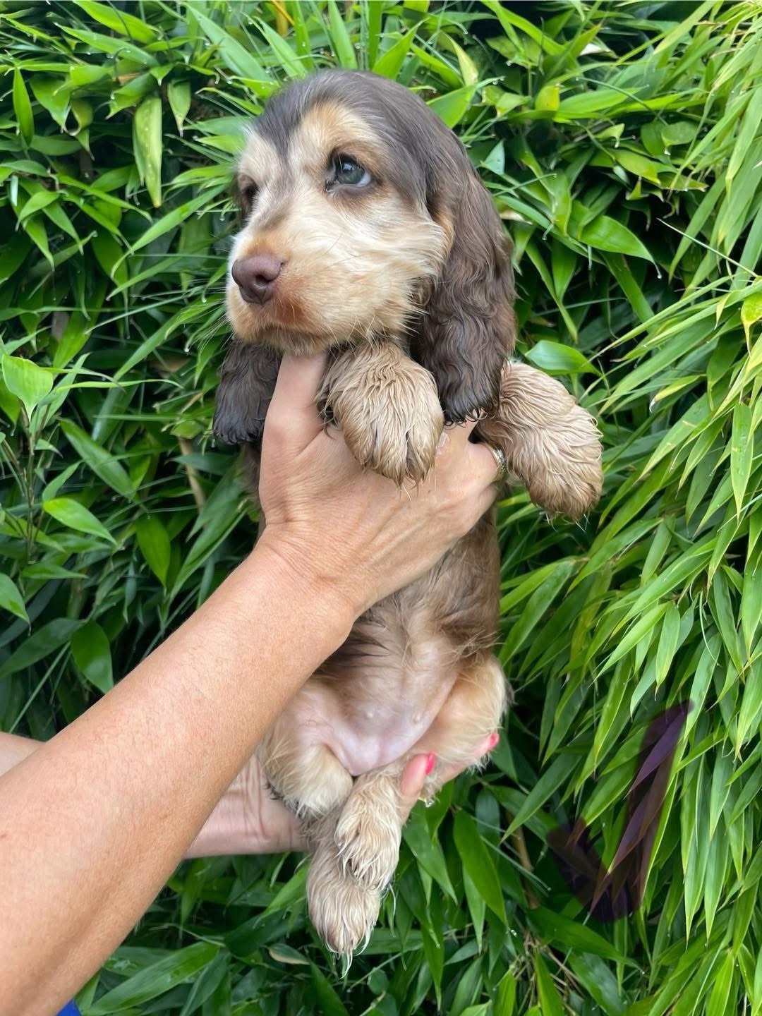 Millie