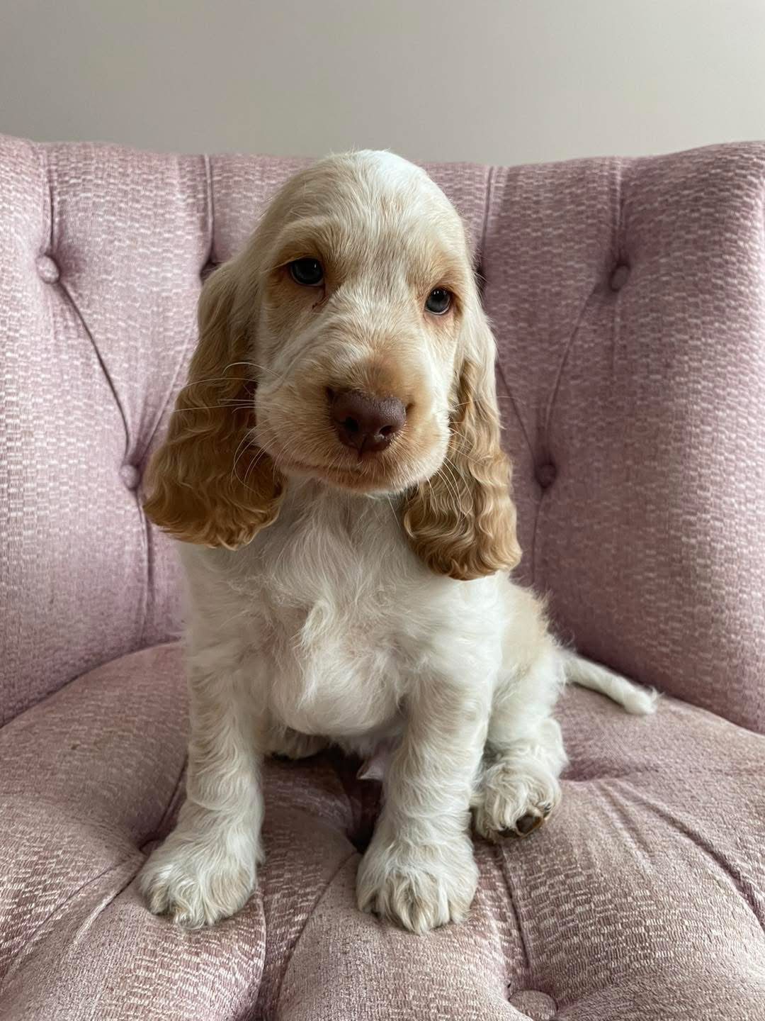 Milo