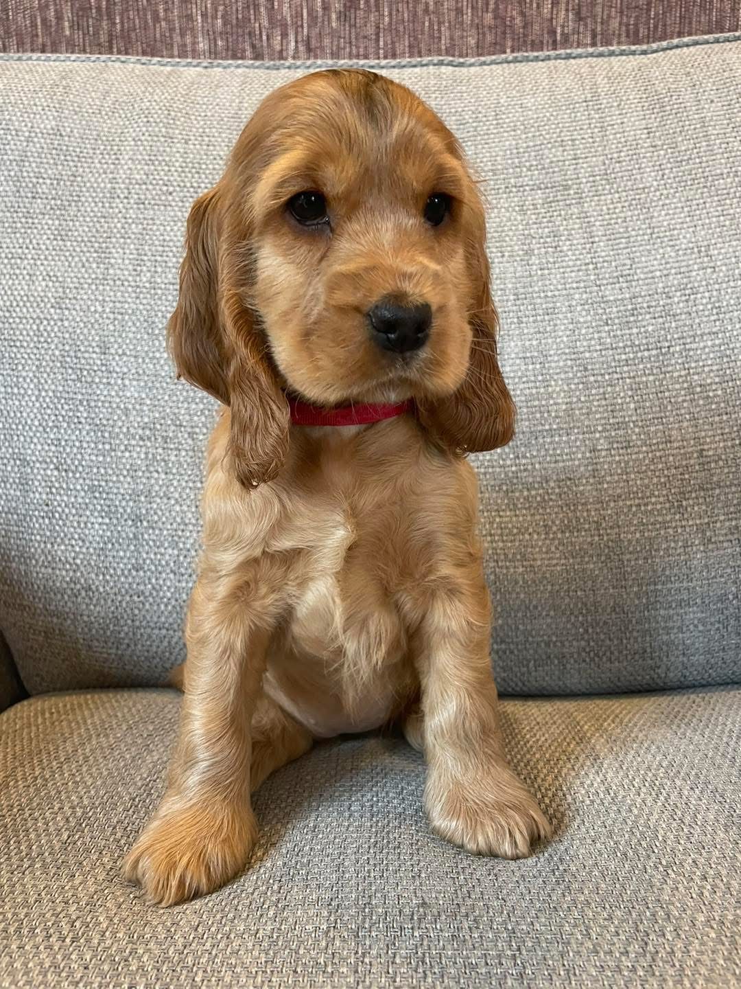 Maple