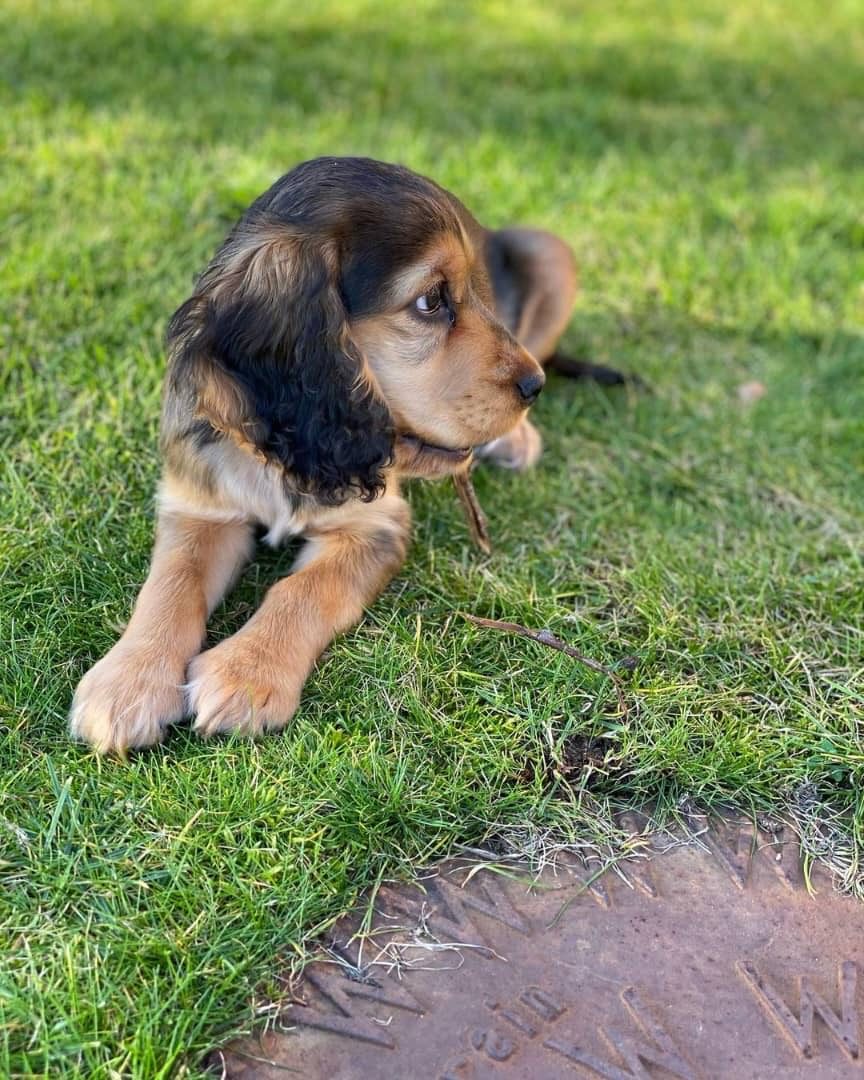 Oliver