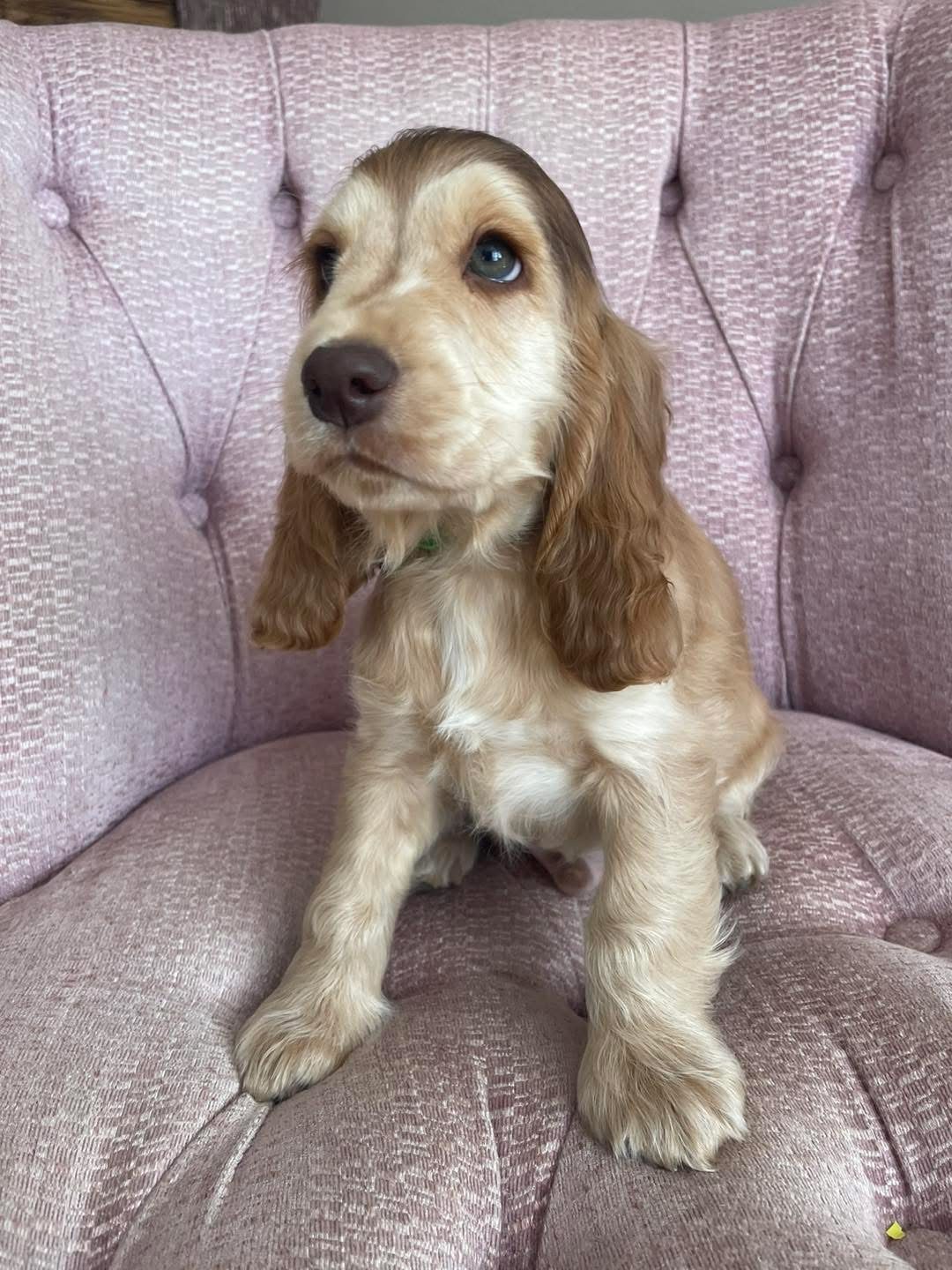 Murphy