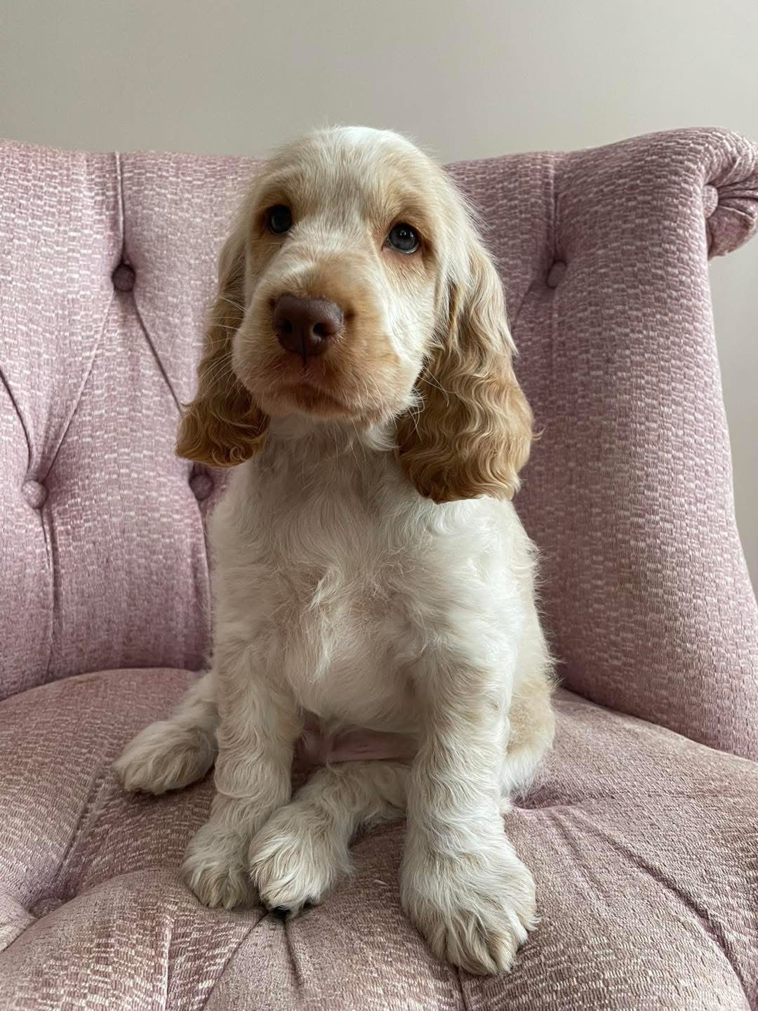 Milo