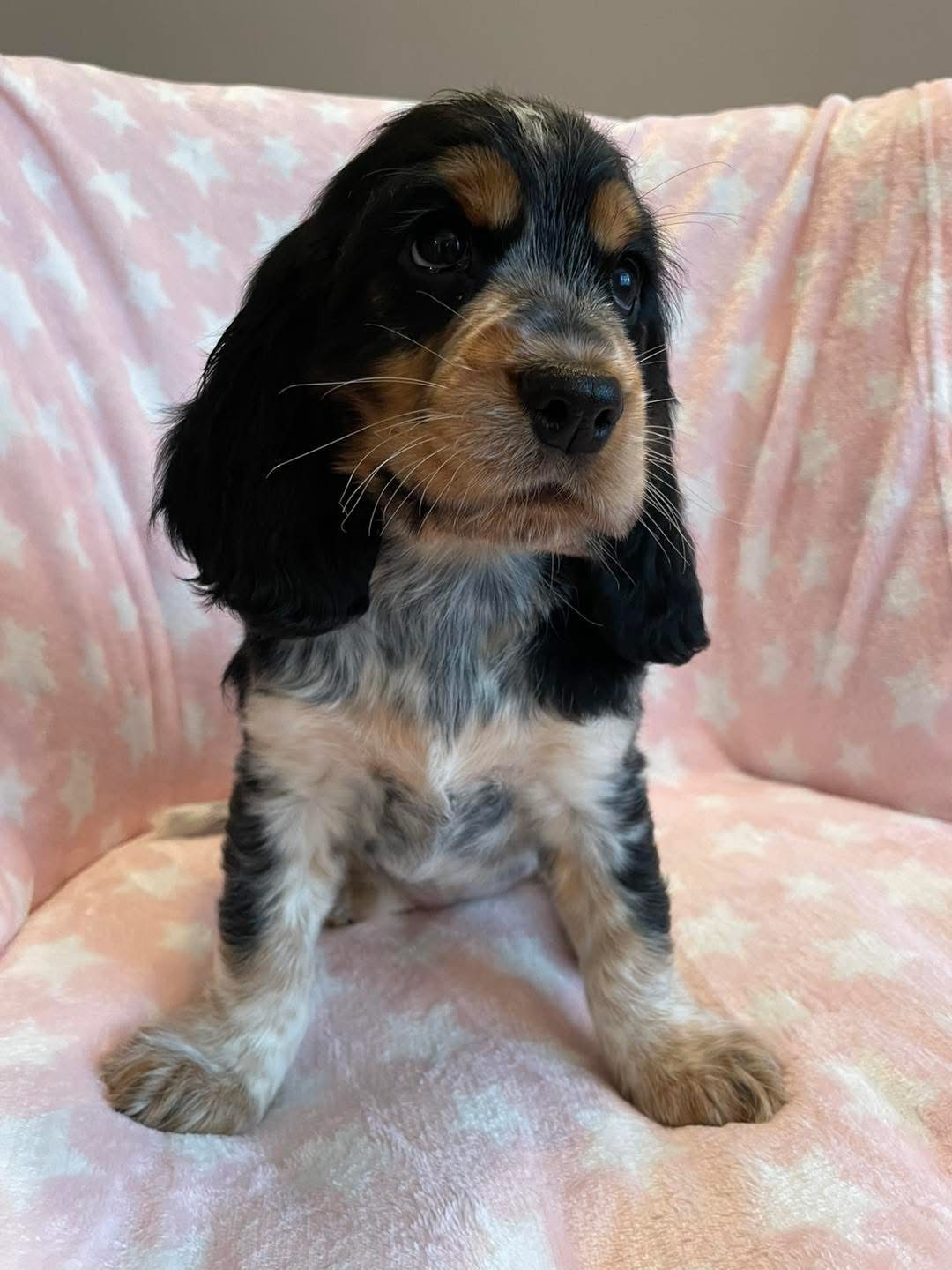 Finn