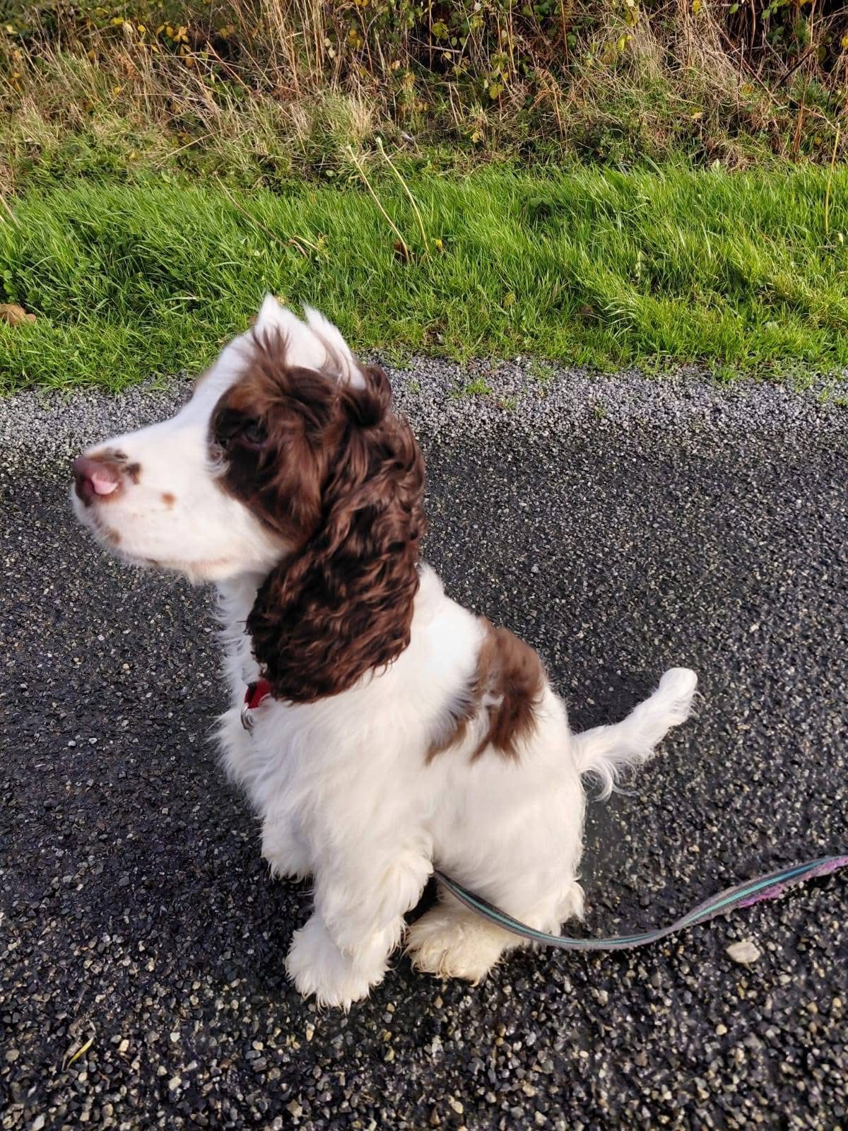 Toffee