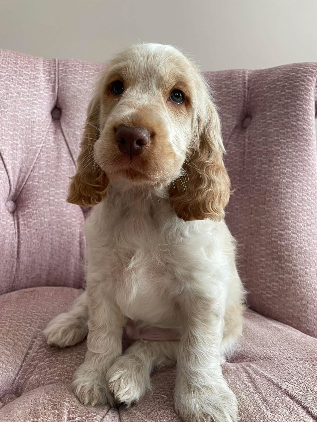 Milo