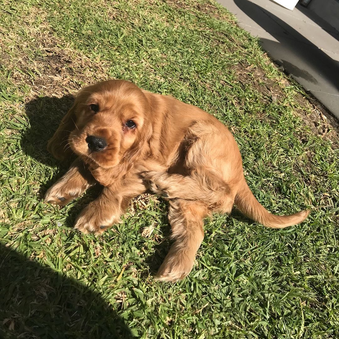 Daisy