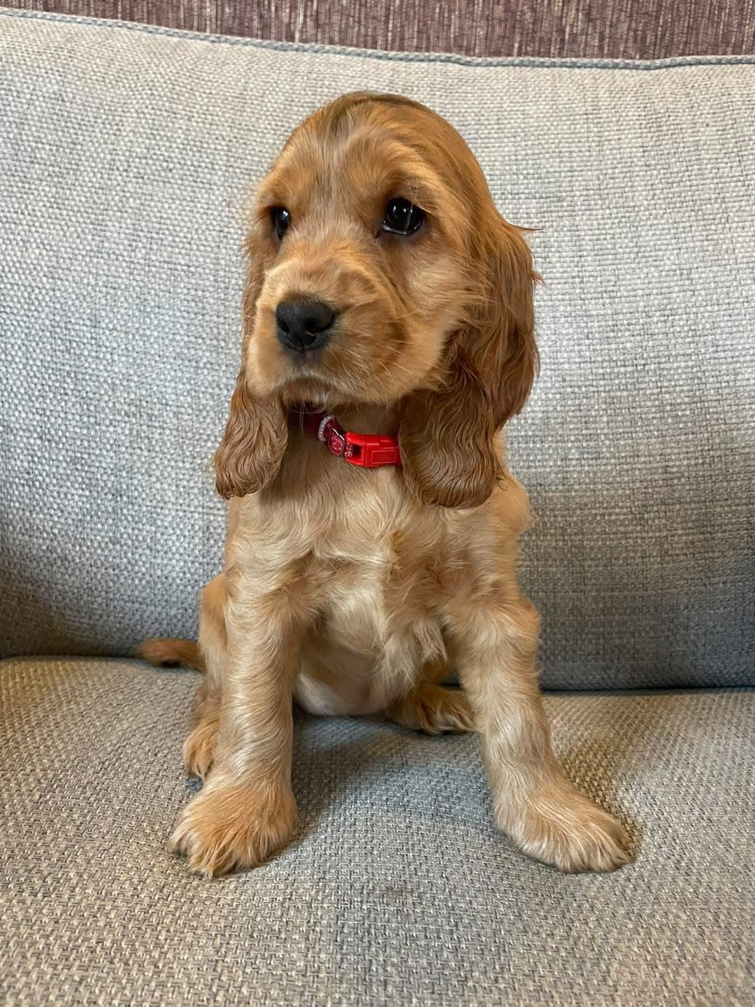 Maple