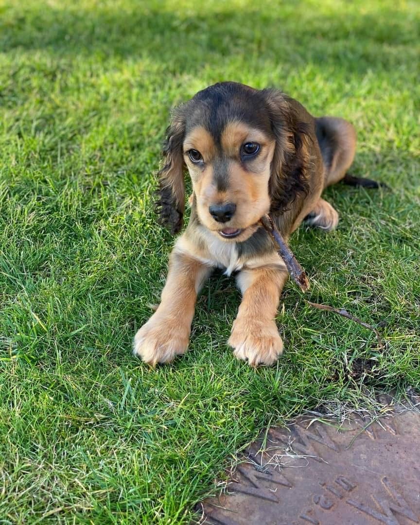 Oliver