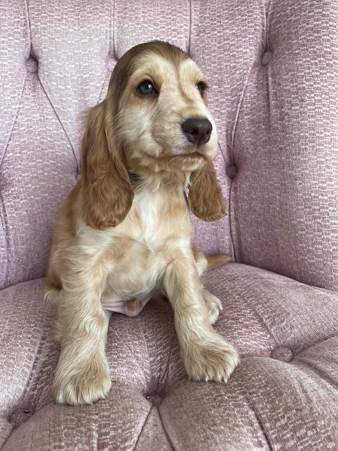 Murphy