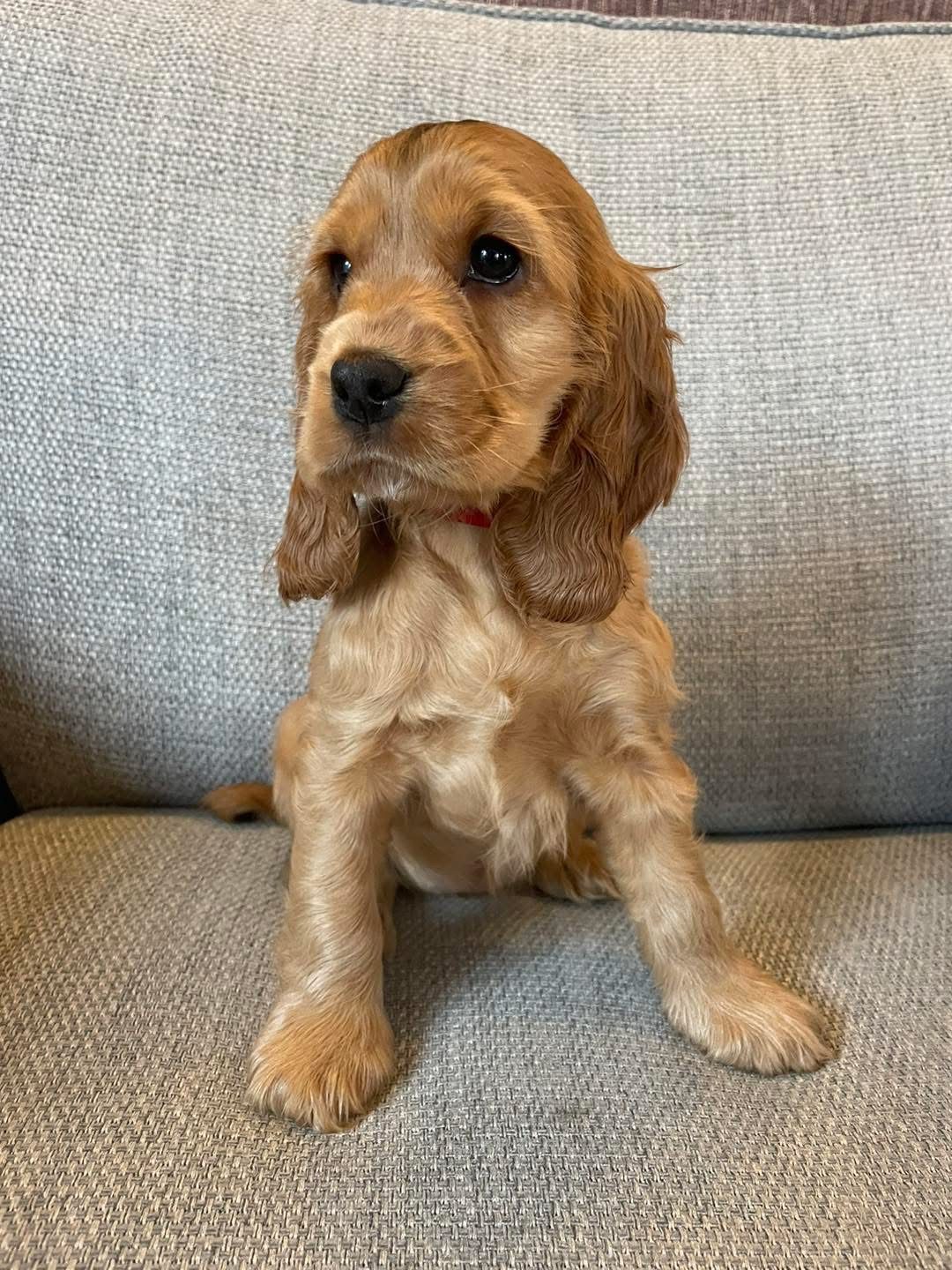 Maple
