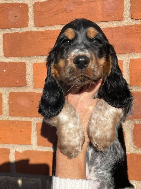 Henry, English cocker spaniel