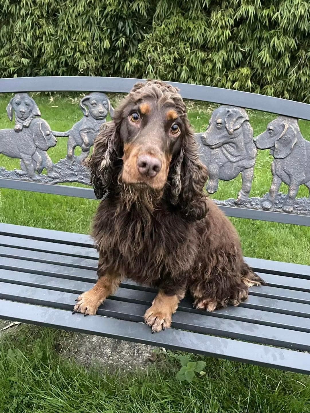 Cooper