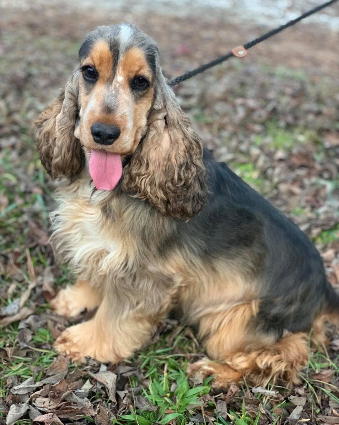 Hazel