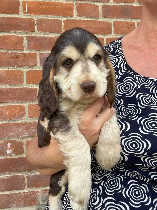 Millie, English cocker spaniel