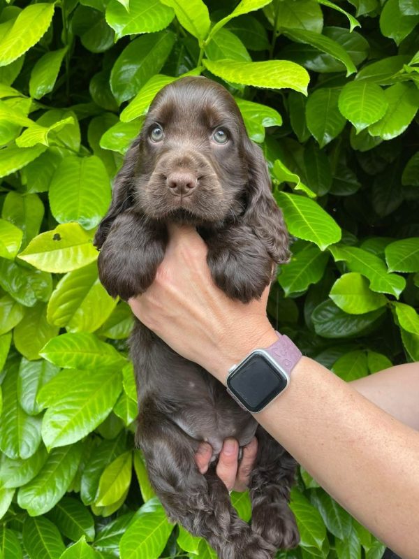 Lola, English cocker spaniel