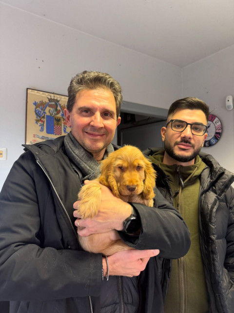 Don Collins's puppy
