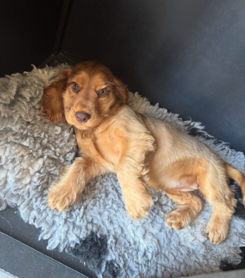 Declan Aldworth's puppy
